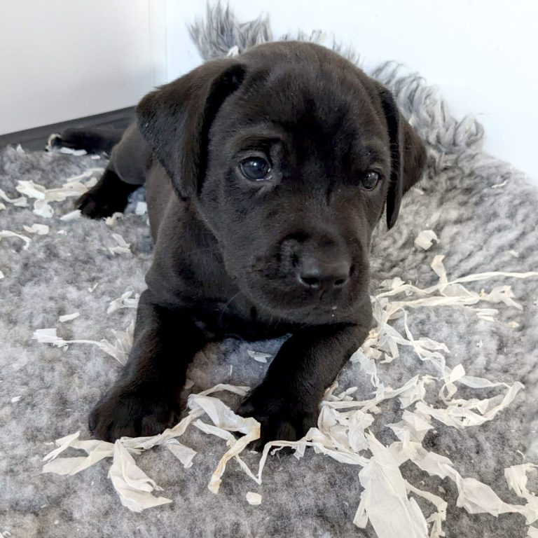 Black labrador puppy lying down