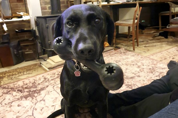 Labrador with black toy bone sitting