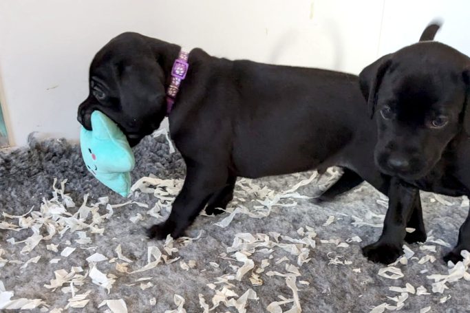 Black labrador carrying soft cushion toy