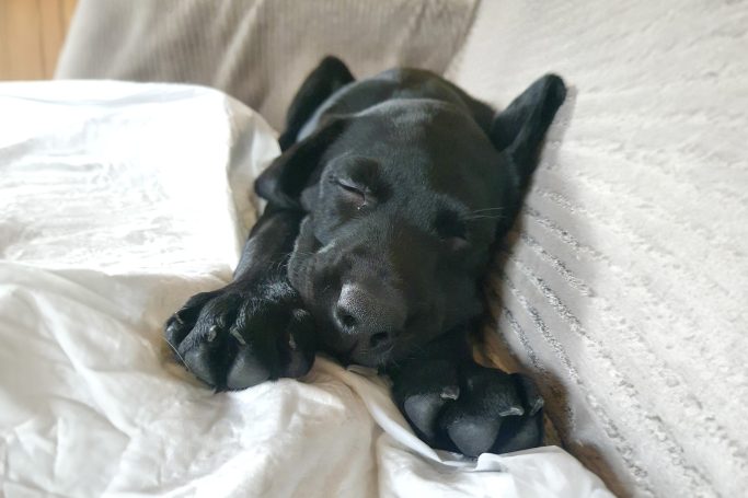 Black labrador puppy asleep on a bed