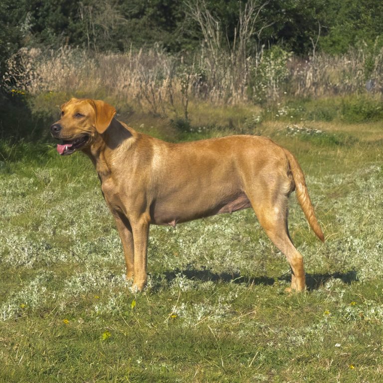 Our labrador Molly standing sideways in a field