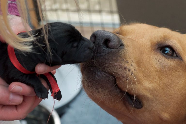 Puppy sniffing nose of our dog Molly