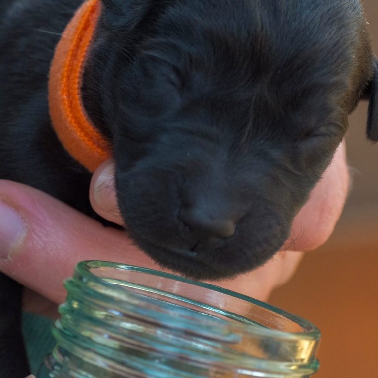 Labrador puppy with early scent introduction