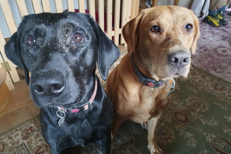 Our dogs Darcy and Molly sitting