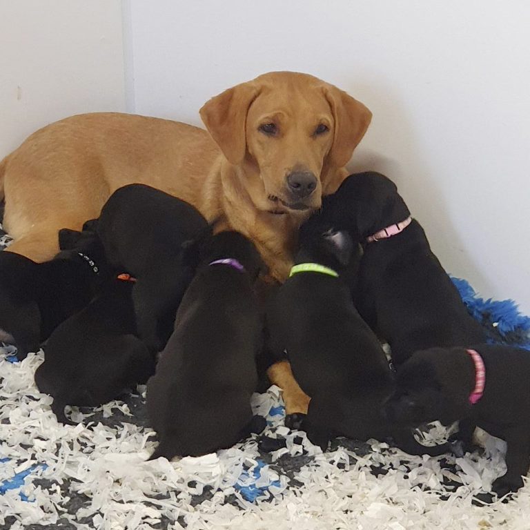 Our dog Molly with seven labrador pups