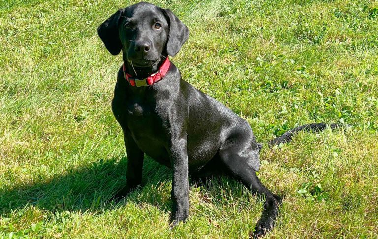 Our balck labrador ruby sitting on grass