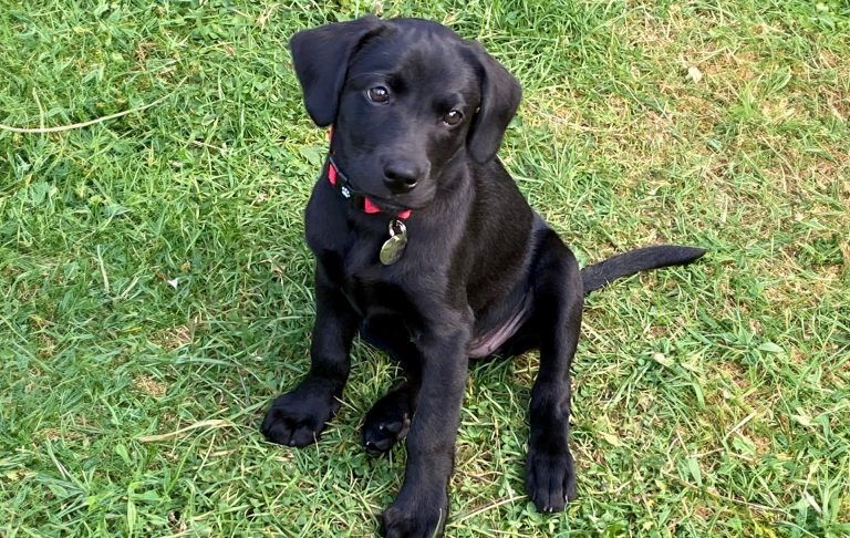 Our black labrador Lacy sitting on grass