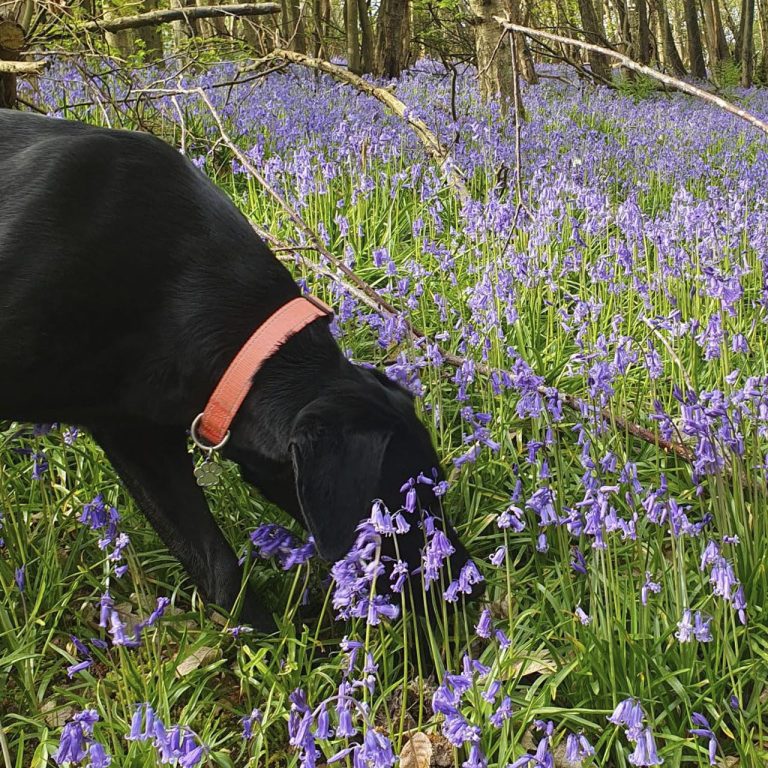 Our Darcy sniffing bluebells in woodland