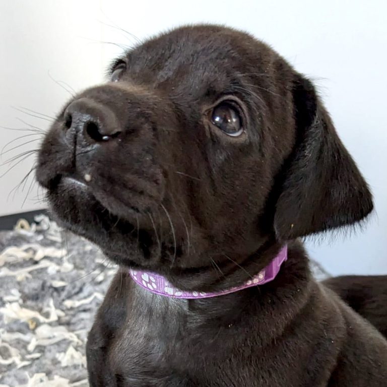 Labrador puppy with face looking up