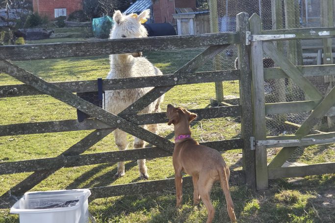 Our labrador molly looking at a Alpaca behind a wooden gate