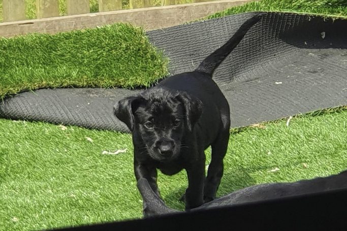 Black labrador walking over green folded astro turf