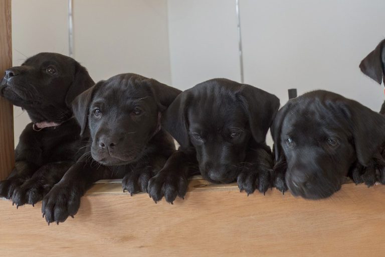 Five black puppies looking over wooden edge