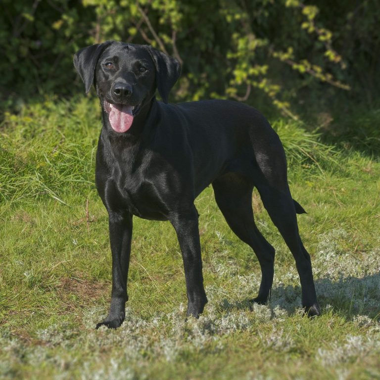 Our labrador Darcy standing in field