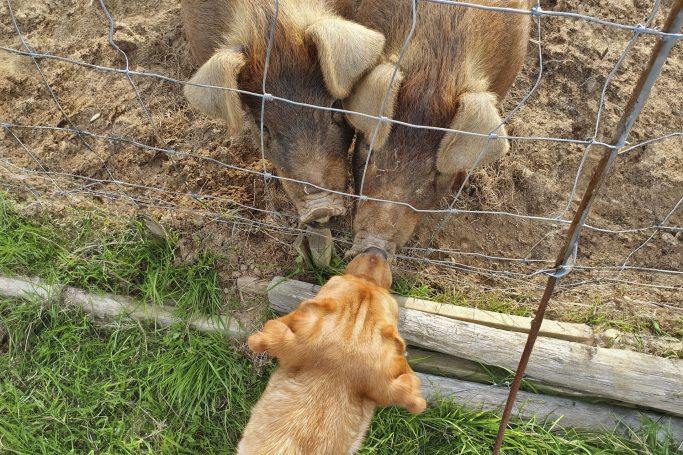 Molly labrador sniffing nose of brown pig