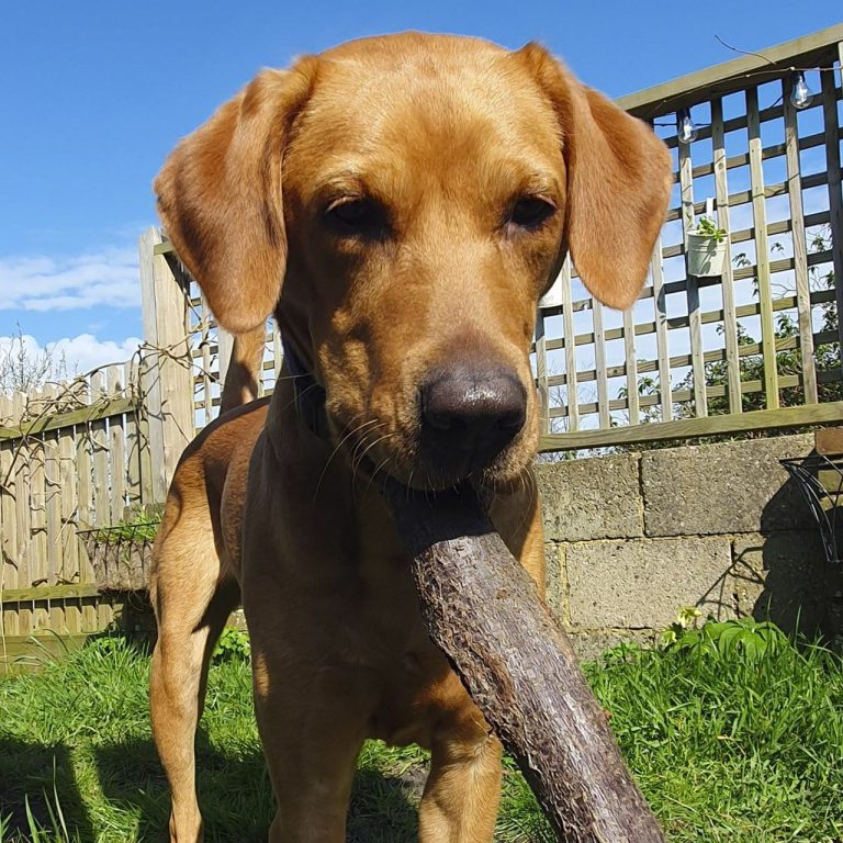 Our dog Molly playing with a small log