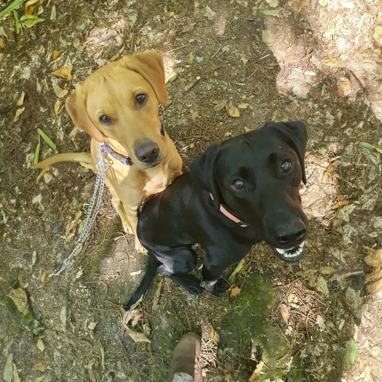 Our dogs Molly and Darcy sitting while on woodland walk