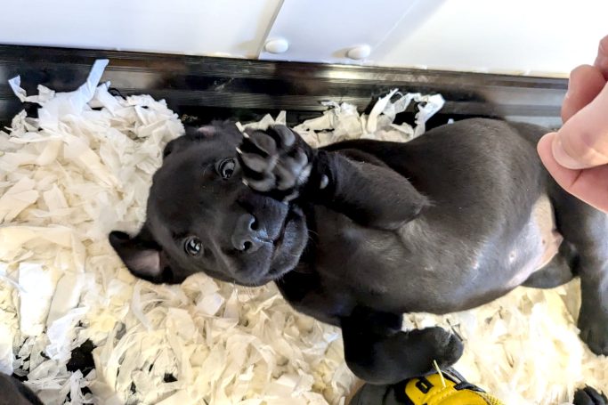 Puppy black labrador on back looking up