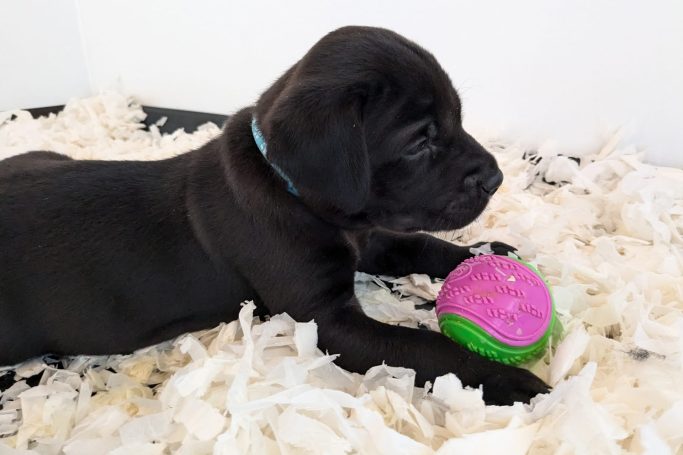 Black labrador puppy with pink and green ball