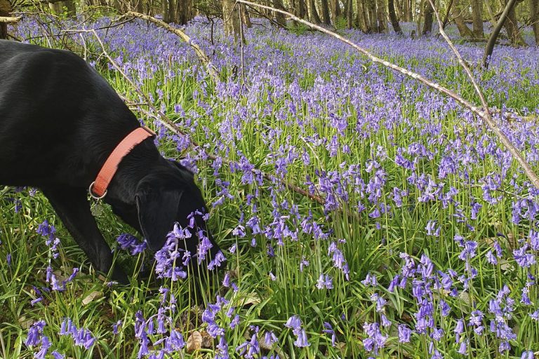 black labrador in field of bluebells