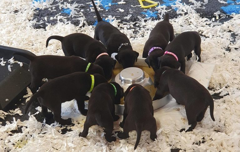 Nine labrador puppies drinking water in our puppy room