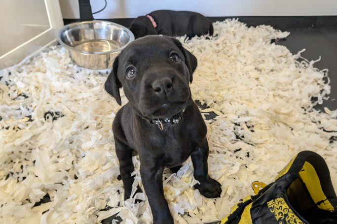 Black labrador sitting looking up in our puppy room