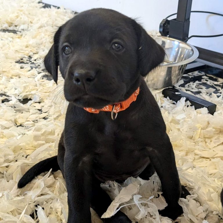 Black labrador puppy sitting