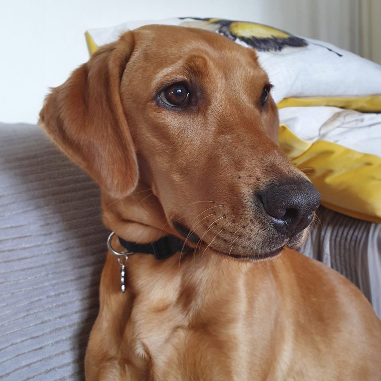 Our labrador Molly sitting at edge of bed