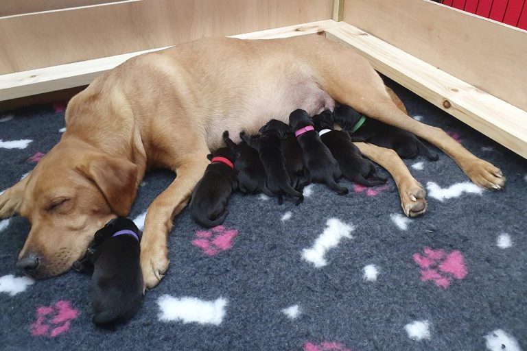 Our dog Molly with eight puppies