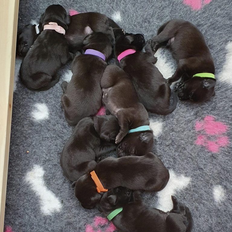 Nine puppies aleep on carpet