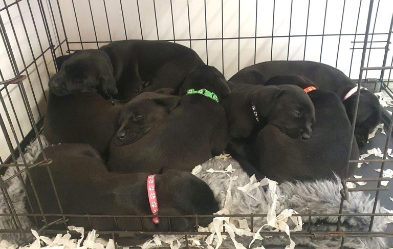 Eight labrador puppies asleep