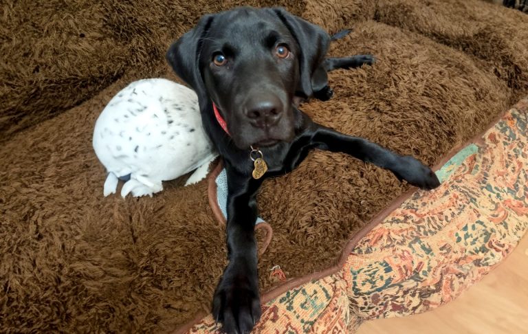 bertie our black labrador sitting on brown sofa