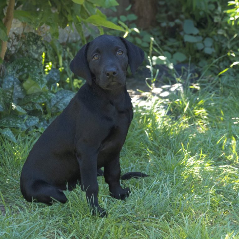 Our black labradour Lyla sitting on grass