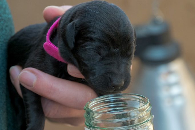 Black labrador puppy sniffing jar for sent test