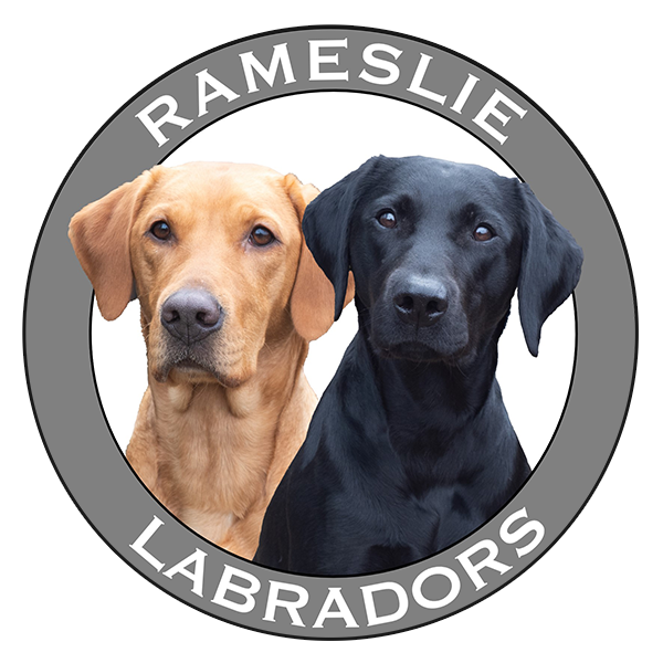 Rameslie Labradors