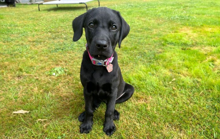 Our balck labrador Poppy sitting on grass