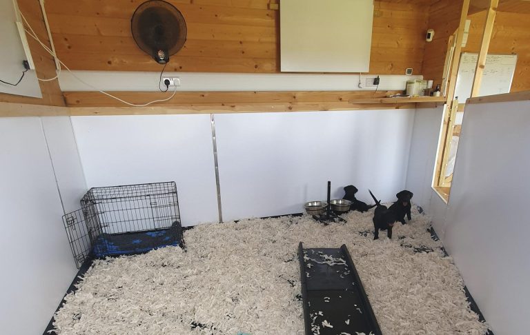 Three labrador pups inside our puppy room